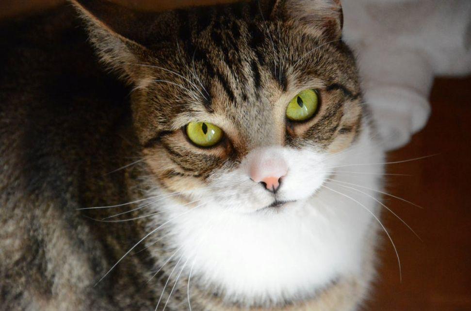 Come Capire Se Un Gatto Sta Morendo
